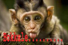 Monkey Bokkale