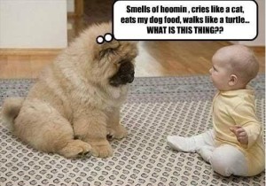 Chow Chow Funny Comment Pic