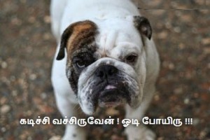 Dog Reaction Tamil Fb Comment
