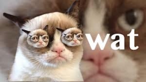 Funny Angry Grumpy Cat Asks What