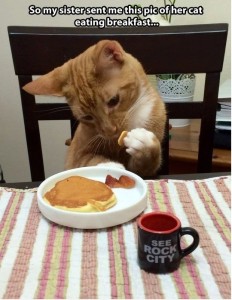 Funny Cat Eating Breakfast