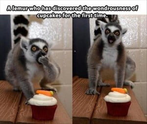 Funny Animals Love Cupcakes