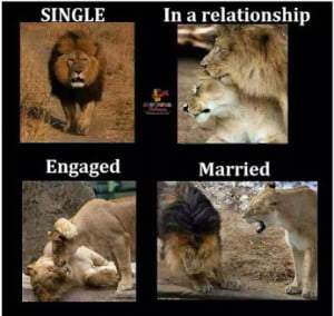 Tiger Marriage Funny Pic