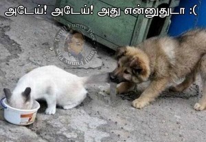 Tamil Funny Pictures Cat & Dog Fight