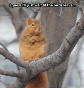 I Guess I'll Just Wait Til The Birds Leave....