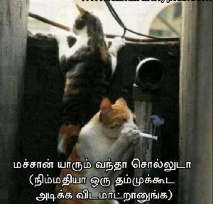 Tamil Funny Pictures Cat Smoking