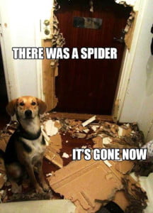 There Was A Spider It's Gone Now