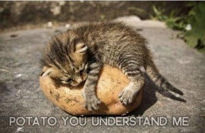 Cat-Potato You Understand Me