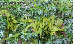 Omg... Green Snakes Funny Image