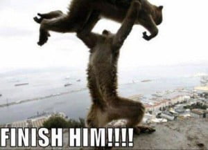 Finish Him!!!! Funny Animal Pic