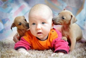 Funny Baby And Dog Comment Pic