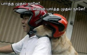 Funny Dog With Helmet