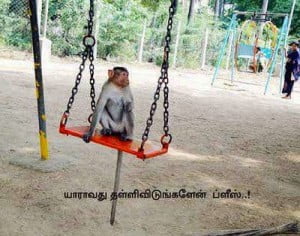 Funny Monkey With Tamil Comment