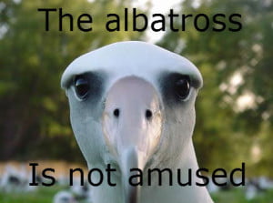 The Albatross Is Not Amused