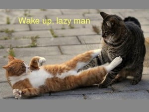 Funny Animals Wake Up Lazy Man