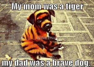 Tiger Dog Meme Funny