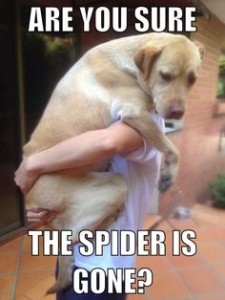 Are You Sure The Spider Is Gone?